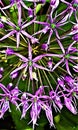 Flower of purple ornamental onion. Allium. Macro