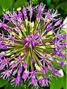 Flower of purple ornamental onion. Allium