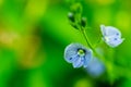 Flower purple pansies in the garden as floral background Royalty Free Stock Photo