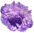 flower purple peony isolated on a white background. No shadows with clipping path. Close-up. Royalty Free Stock Photo