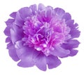 flower purple peony. Flower isolated on a white background. No shadows with clipping path. Close-up. Royalty Free Stock Photo