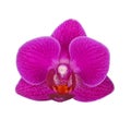 Flower of a purple Phalaenopsis orchid isolated Royalty Free Stock Photo