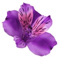 Flower purple-pink alstroemeria on a white isolated background with clipping path. Closeup. no shadows. For design. Royalty Free Stock Photo