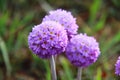 Flower,purple flower,primula malacoides