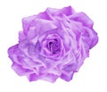 Flower purple rose on white isolated background with clipping path. Closeup. For design. Royalty Free Stock Photo