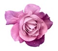 Flower purple rose  on a white isolated background with clipping path.  no shadows. Closeup. For design, texture, borders, frame, Royalty Free Stock Photo