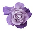 Flower purple rose on a white isolated background with clipping path. no shadows. Closeup. For design, texture, borders, frame,