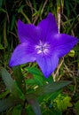 Flower purple starshape