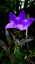 Flower purple starshape