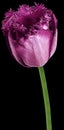 flower purple tulip. Flower isolated on a white background. No shadows with clipping path. Close-up. Royalty Free Stock Photo