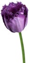 flower purple tulip. . Flower isolated on a white background. No shadows with clipping path. Close-up. Royalty Free Stock Photo