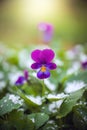 Flower of purple violet under snow Royalty Free Stock Photo