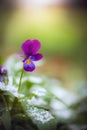 Flower of purple violet under snow Royalty Free Stock Photo