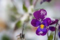 Flower of purple violet under snow Royalty Free Stock Photo