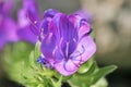 Purple viper's bugloss (Echium plantagineum) Royalty Free Stock Photo