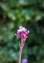 Purpletop vervain flower on green background