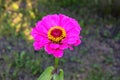 Flower of purpur zinnia graceful Zinnia elegans