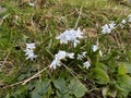 Flower Puschkinia scilloides (striped squill) in the field. Juta, Georgia