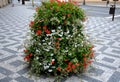 flower pyramid in the urban environment in the pedestrian zone blooms red and white annuals this is a seasonal ornamental column