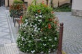 Flower pyramid in the urban environment in the pedestrian zone blooms red and white annuals this is a seasonal ornamental column Royalty Free Stock Photo