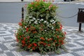 Flower pyramid in the urban environment in the pedestrian zone blooms red and white annuals this is a seasonal ornamental column Royalty Free Stock Photo
