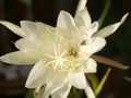 flower of Queen of the Night Epiphyllum oxypetalum Royalty Free Stock Photo