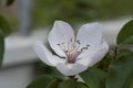 Flower on Quince tree