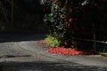 Flower raft and carpet flowers of the camellia blossoms. Royalty Free Stock Photo