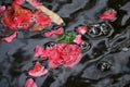 Flower raft and carpet flowers of the camellia blossoms. Royalty Free Stock Photo