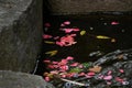 Flower raft and carpet flowers of the camellia blossoms. Royalty Free Stock Photo