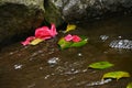 Flower raft and carpet flowers of the camellia blossoms. Royalty Free Stock Photo