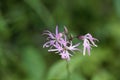 Flower of a ragged-robin, Silene flos-cuculi Royalty Free Stock Photo
