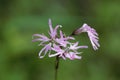 Flower of a ragged-robin, Silene flos-cuculi Royalty Free Stock Photo