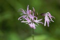 Flower of a ragged-robin, Silene flos-cuculi Royalty Free Stock Photo