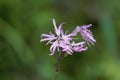 Flower of a ragged-robin, Silene flos-cuculi Royalty Free Stock Photo