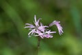 Flower of a ragged-robin, Silene flos-cuculi Royalty Free Stock Photo