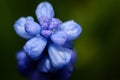 Flower after rain