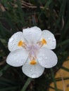 Flower after rain with drops of water