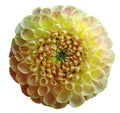 Flower rainbow yellow dahlia white isolated background with clipping path. Closeup. no shadows.