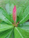 Flower rainy day lotus