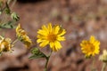 Ramtilla plant Guizotia scabra