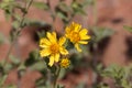 Ramtilla plant Guizotia scabra