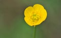 Ranunculus acris in nature