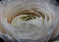 Macro photo of a flower of the Ranunculus, beautiful floral background Royalty Free Stock Photo