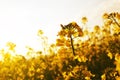 Flower of a rapeseed Brassica napus Royalty Free Stock Photo