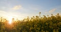 Flower of a rapeseed Brassica napus against setting sun. Royalty Free Stock Photo