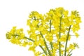 Flower of a rapeseed, Brassica napus Royalty Free Stock Photo