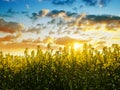 Flower of a rapeseed Brassica napus at sunset. Royalty Free Stock Photo