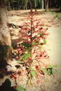 flower red back forest tree green background pattern ubonratchathani thailand