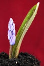 Flower on red background